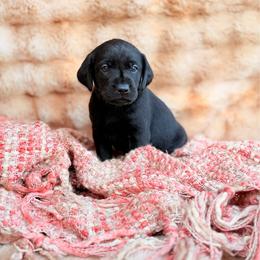 Fig - Black female Labrador Retriever puppy in Sweet Home, Oregon from Knotty Creek Labradors