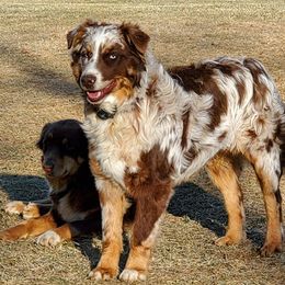 Remington - Australian Shepherd
