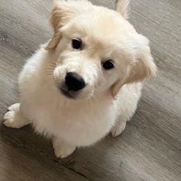 Golden Retriever Puppies from Mia Ragazza Golden Retrievers