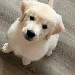 Golden Retriever Puppies from Mia Ragazza Golden Retrievers