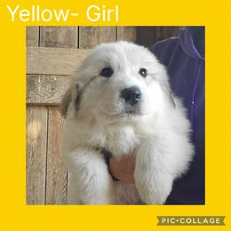Aster- yellow collar - White and badger female Great Pyrenees puppy in Mikado, Michigan from Brittain Family Farm