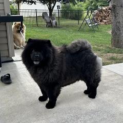 Mira - Chow Chow