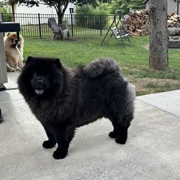 Mira - Chow Chow