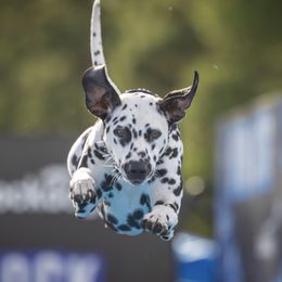 Minerva - Dalmatian