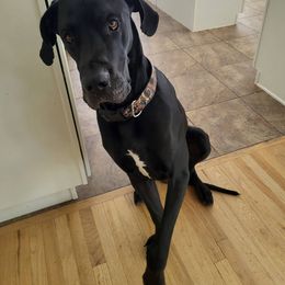 Great Dane All Grown Up from Denver Danes
