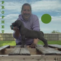 Prophet - Blue male Great Dane puppy in Edwardsville, Illinois from Giants and Munchkins