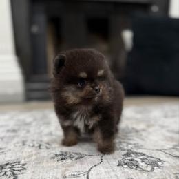 Moto moto - Black and tan male Pomeranian puppy in California from Pawsh Poms