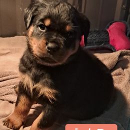 Girl 1 - Black and mahogany female Rottweiler puppy in De Witt, Iowa from Irish Eyes Kennels