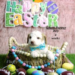 Ghost Pepper (yellow collar) boy - Parti male Goldendoodle puppy in Corona, California from Fluffy Puppy Mini Doodles LLC