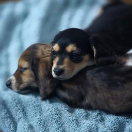 Charlie AKC - Black and tan male Dachshund puppy in Marseilles, Illinois from Zacha’s Doxie House