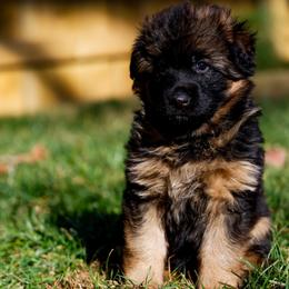 Collins - Black and red female German Shepherd puppy in Apex, North Carolina from Milestone GSDs