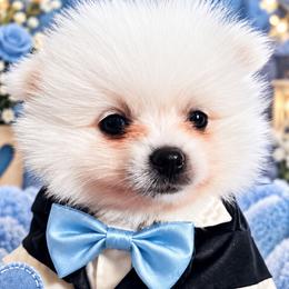 Alvin - White male Pomeranian puppy in St. Louis, Missouri from Saint Louis Pomeranian babies