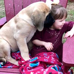 Mastiff Puppies from Lone Star Mastiff