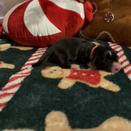 Joy - Black and white female American Corgi puppy in Temple, Texas from Silver Moon Cardigan and American Corgis