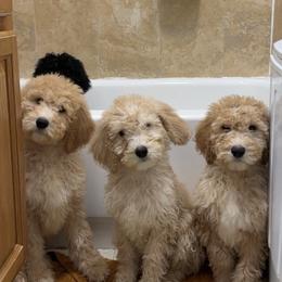 Boy 4 - Apricot Poodle puppy in New York from Honeycutt Akc Standard Poodles