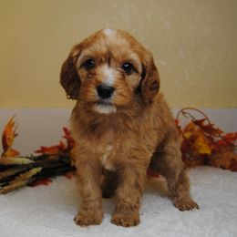 Spice - Red female Cavapoo puppy in Mountain Grove, Missouri from Dogwood & Sassafras Companions