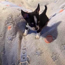 King - Black and white male Chihuahua puppy in Beaumont, Texas from Anastasia’s Tiny Pupps