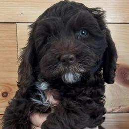 White collar male - Chocolate male Australian Cobberdog puppy in Dover Foxcroft, Maine from Faberge Australian Cobberdog
