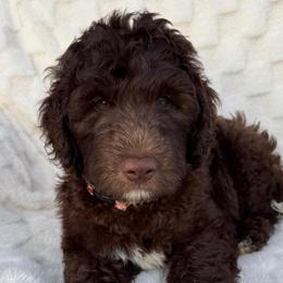 Hershey - Chocolate male Goldendoodle puppy in Maricopa, Arizona from AZ Designer Goldendoodles