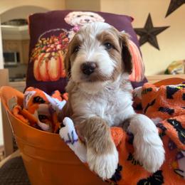 Bonfire - Red  male Goldendoodle puppy in Chino Valley, Arizona from Bass Creek Doodles