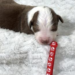 Trinket - Red & white female Australian Shepherd puppy in Vail, Iowa from Homegrown Huskies