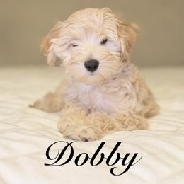 Dobby (Orange Collar) - Apricot male Goldendoodle puppy in Portland, Oregon from Smith Family Doodles