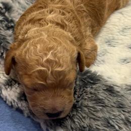 Lola - Red  female Goldendoodle puppy in Maricopa, Arizona from AZ Designer Goldendoodles