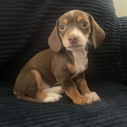 Girl 4 - Piebald female Dachshund puppy in Los Angeles, California from Sensational Sausages