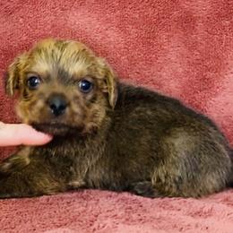Ella's Boy - Red wheaten male Norfolk Terrier puppy in Bristol, Tennessee from Holston Hollow Farm