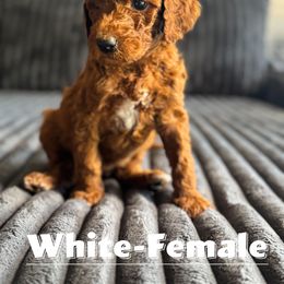 Goldendoodle Puppies from Beamans Doodle Farm