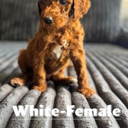 Goldendoodle Puppies from Beamans Doodle Farm