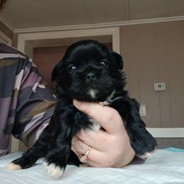 Mona - Black female Shih Tzu puppy in Brodnax, Virginia from Kbsshihtzus