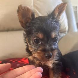 Yorkshire Terriers from Courtney’s Darling Yorkies