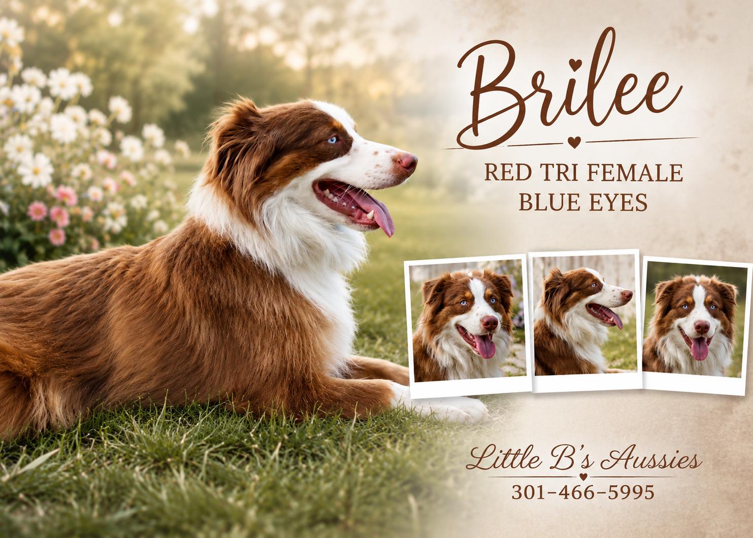 Brilee