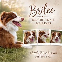 Brilee - Miniature Australian Shepherd