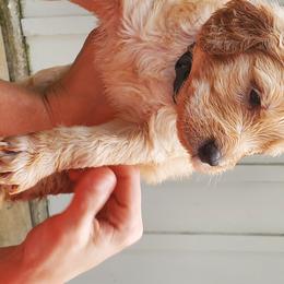 Goldendoodle Puppies from Soule Buddies