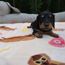 Black and Tan 1 - Black and tan male Dachshund puppy in West Plains, Missouri from Spring Creek Dachshunds