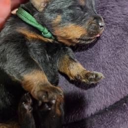 Green boy - Black and mahogany male Rottweiler puppy in Salem, Oregon from C&C Royal Rottweilers