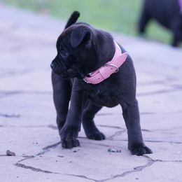 Staffordshire Bull Terrier Puppies from Sublime Staffords