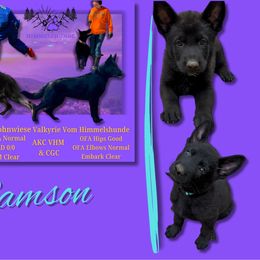 Samson - Black male German Shepherd puppy in Irvine, Kentucky from Himmelshunde German Shepherds