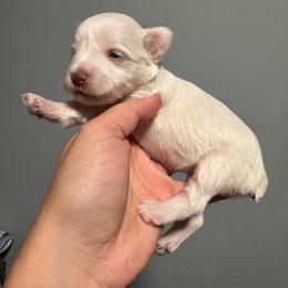 Snowflake - White female Miniature Schnauzer puppy in The Rock, Georgia from Southern Paw Schnauzers