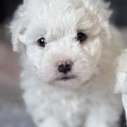 Bichon Frise Puppies from Bichon Heaven
