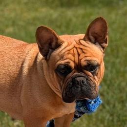 French Bulldog puppies from Sugarloaf French bulldogs and Australian cattle dogs