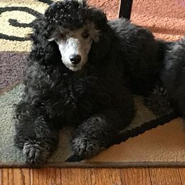 "silver minis" Poodle Puppies from Firebrook Poodles
