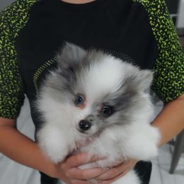 Mark - Cream parti Pomeranian puppy in Newark, Texas from Uniting Families Pomeranians