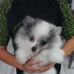 Mark - Cream parti Pomeranian puppy in Newark, Texas from Uniting Families Pomeranians