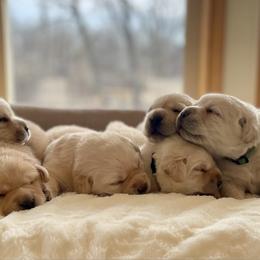 Green Collar - Cedar - Yellow male Labrador Retriever puppy in Lowell, Arkansas from Riverbourne Labradors