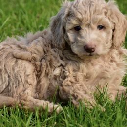 Goldendoodle Puppies from Doodle Doodle Dogs