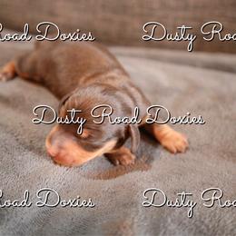 Savannah - Chocolate and tan female Dachshund puppy in Blanchard, Oklahoma from Dusty Road Doxies