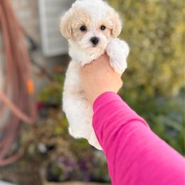 Maltipoo Puppies from Gem Puppies